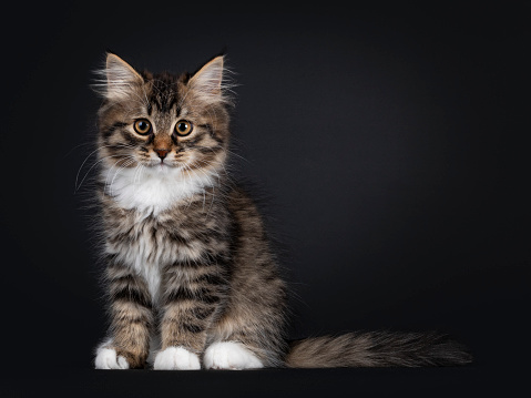 Adorable black tabby with white Siberian cat kitten, sitting facing front. Looking straight to camera. Isolated on black background.