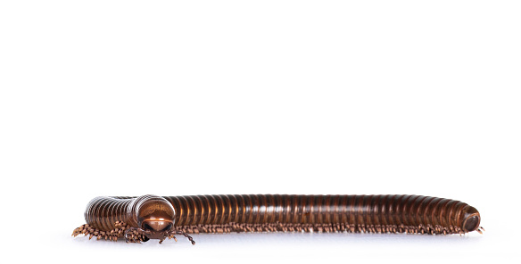 Eye level view of Ghana Speckled Leg Millipede aka Telodeinopus aoutii. Isolated on white background.