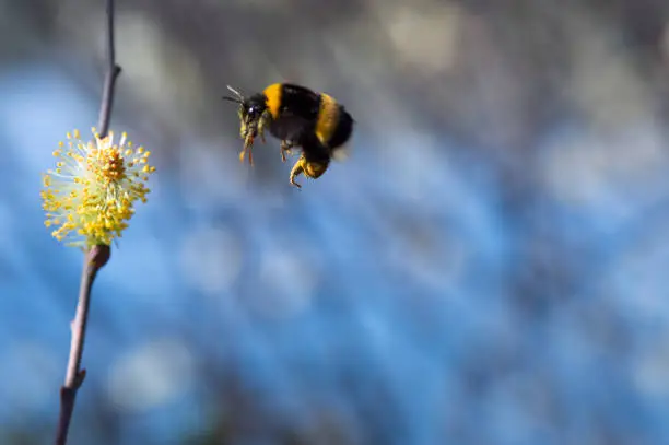 Photo of Hummel collects nectar