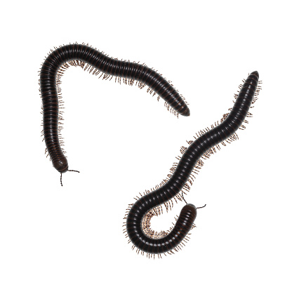 Adult male and female Ghana Speckled Leg Millipede aka Telodeinopus aoutii. Top view on white background.