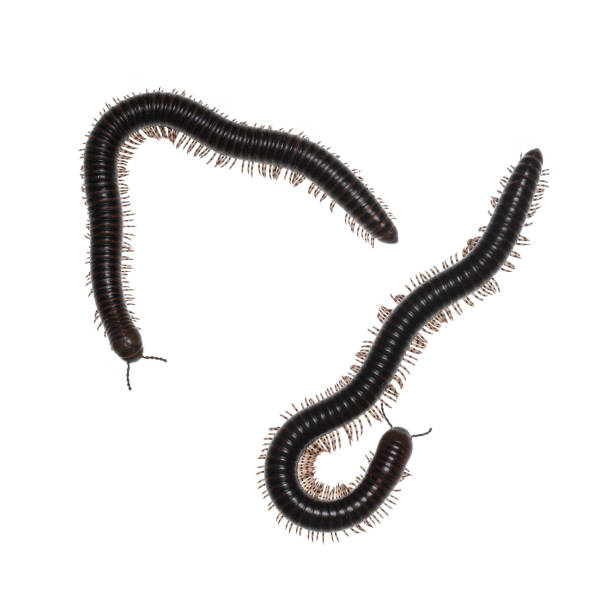 Millipede on white background Adult male and female Ghana Speckled Leg Millipede aka Telodeinopus aoutii. Top view on white background. myriapoda stock pictures, royalty-free photos & images