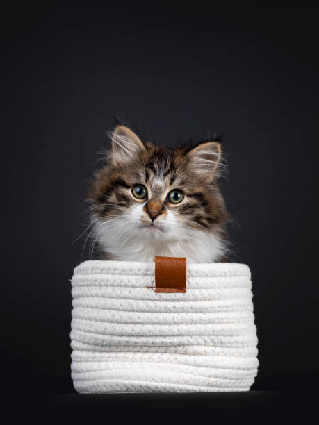 istock Siberian kitten on black background 1309896617