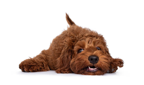 Cobberdog pup on white Red Cobberdog aka Labradoodle pup, laying head down with a silly face. Looking towards camera. Isolated on a white background. labradoodle stock pictures, royalty-free photos & images