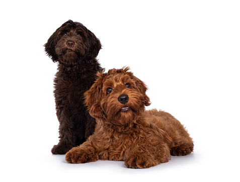 Red and chocolate Cobberdog aka Labradoodle pups, sitting and laying down together. Looking towards camera. Isolated on a white background.