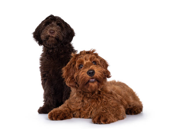 Cobberdog pup on white Red and chocolate Cobberdog aka Labradoodle pups, sitting and laying down together. Looking towards camera. Isolated on a white background. labradoodle dog stock pictures, royalty-free photos & images