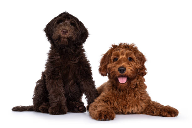 istock Cobberdog pup on white 1309897661