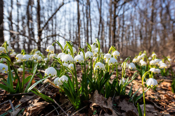 Beautiful white snowflake flowers (leucojum vernum), wild growing in the sunny forest, nature background. Early spring in Europe Beautiful white snowflake flowers (leucojum vernum), wild growing in the sunny forest, nature background. Early spring in Europe, image with selective focus leucojum vernum stock pictures, royalty-free photos & images