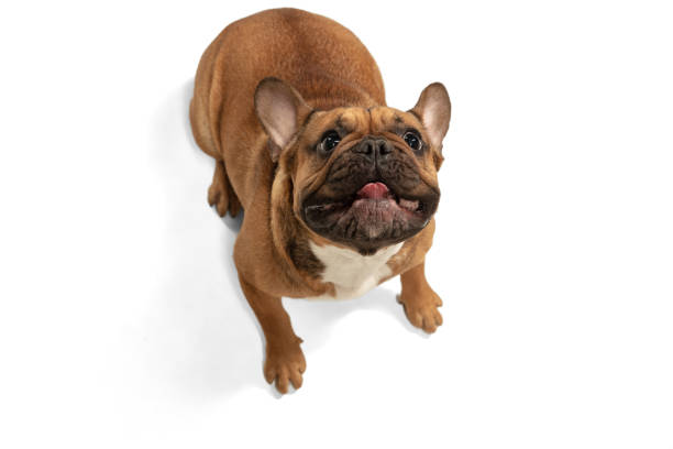 istock Young brown French Bulldog playing isolated on white studio background 1309897934