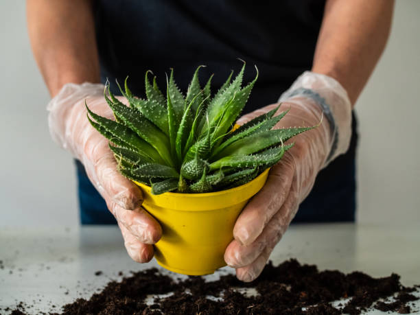 mujer plantando plantas jóvenes en macetas - new life growth desert plant fotografías e imágenes de stock