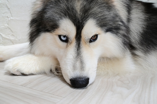 Siberian Husky with two eyes colours. Siberian Husky with ice blue eyes.