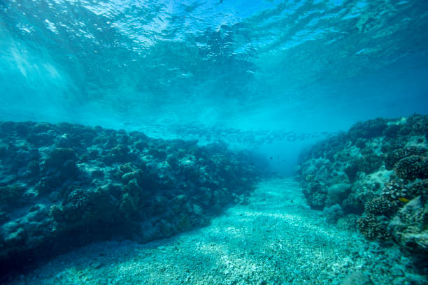 istock Coral reef underwater photography 1309898730