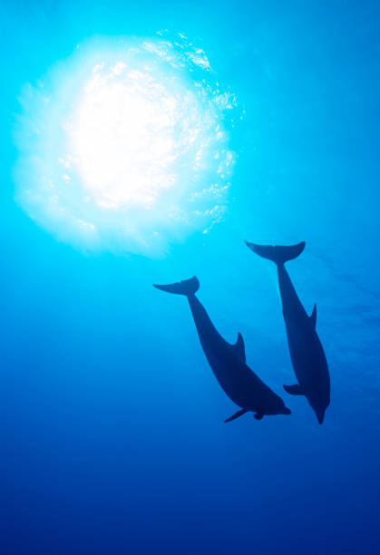 deux dauphins sous l’eau - pod photos et images de collection