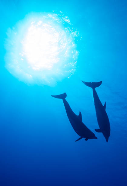 dwa delfiny pod wodą - two dolphins zdjęcia i obrazy z banku zdjęć