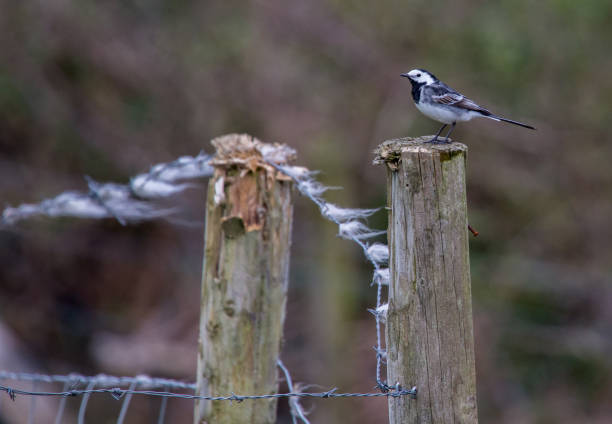 istock Pied wagtail on wooden stake in field 1309899004