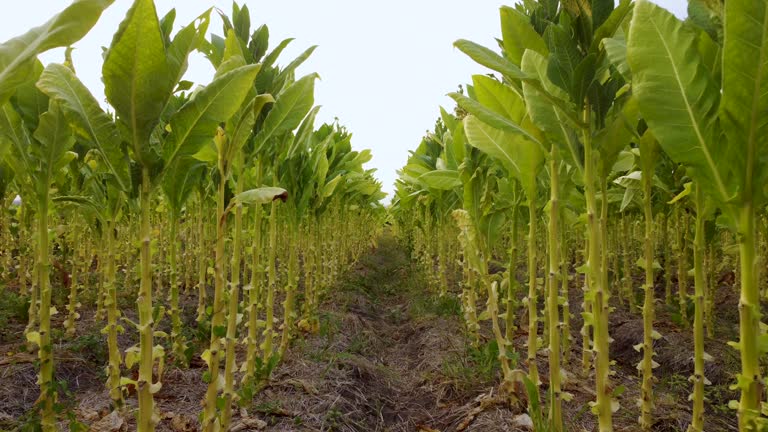 point of view (POV) tobacco field landscape at countryside of Thailand