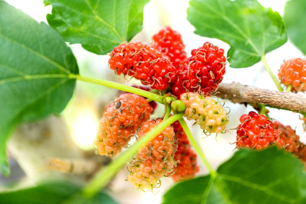 istock fresh mulberry fruit on the tree branch 1309901579
