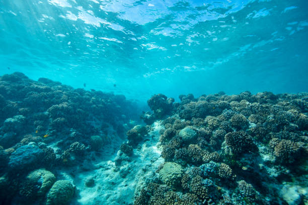 istock Coral reef and sunshine 1309901638