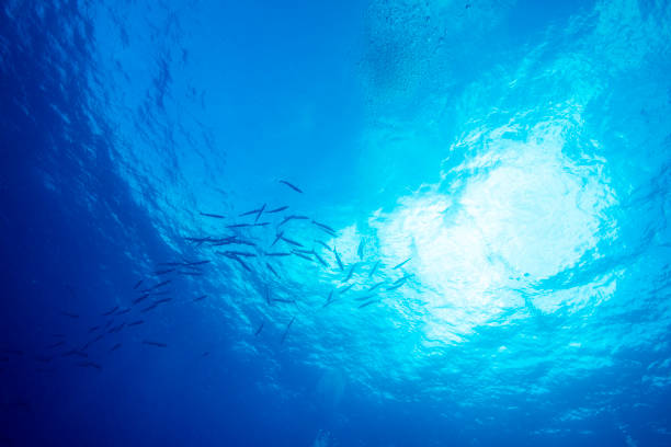 istock Tahiti sea underwater landscape 1309901689