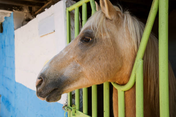 istock photo of a horse standing in a paddock 1309904335