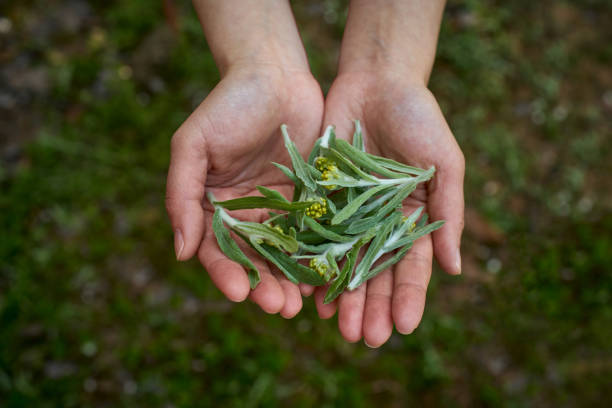 chinesische qingming gras auch blätter von becherkraut genannt. - gemeiner beifuß fotos stock-fotos und bilder