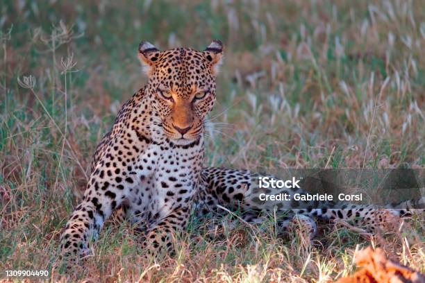 The Leopard Stock Photo - Download Image Now - Africa, Animal, Animal Themes
