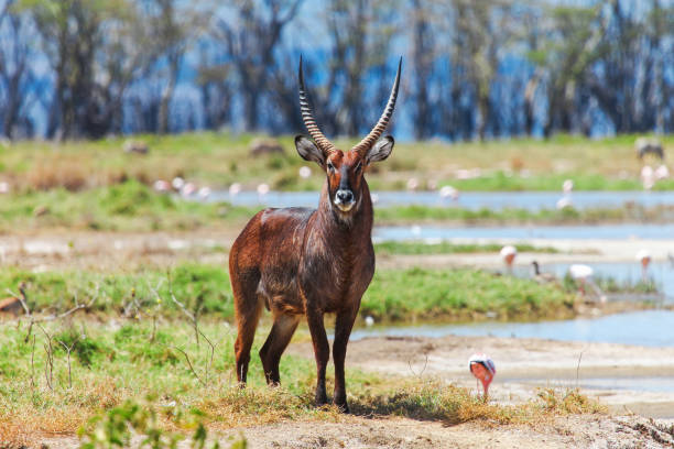 waterbuck - lake nakuru stock-fotos und bilder