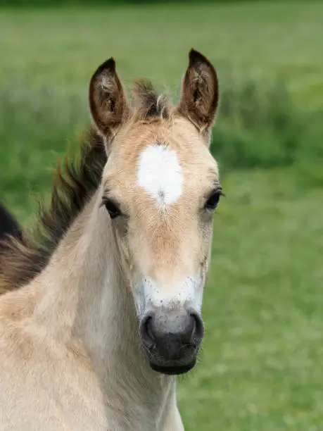 A cute Welsh pony foal outside in a paddock.