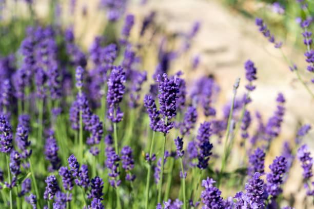 istock Garden with the flourishing lavender 1309905565