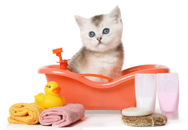 istock Funny little Scottish kitten takes a bath 1309905952