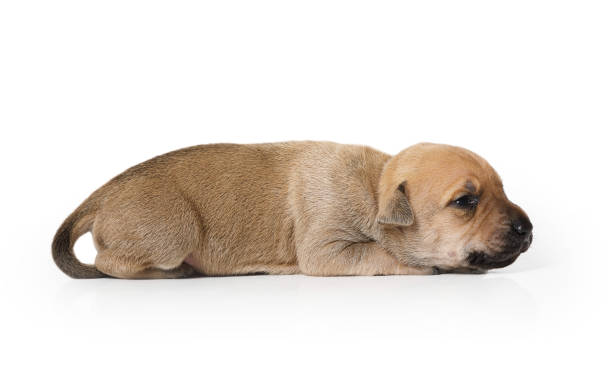 istock Ten day old purebred American Pit Bull Terrier puppy over white 1309905953