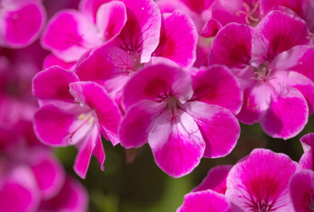 istock Punk hybrid garden Pelargonium, often called Geranium natural macro floral background 1309905978