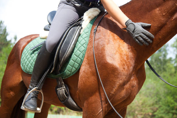 istock Dressage horse 1309907022