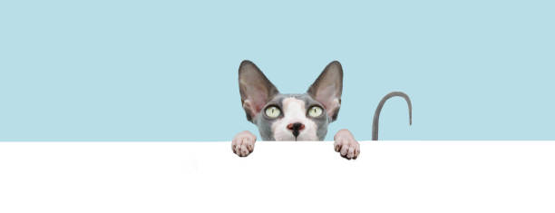 istock Banner hide  sphynx cat hanging in a blank. Isolated on blue colored background. 1309907245