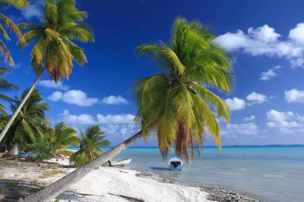 Coconut Palm tree in Lagoon and atoll of  Tuamotu
