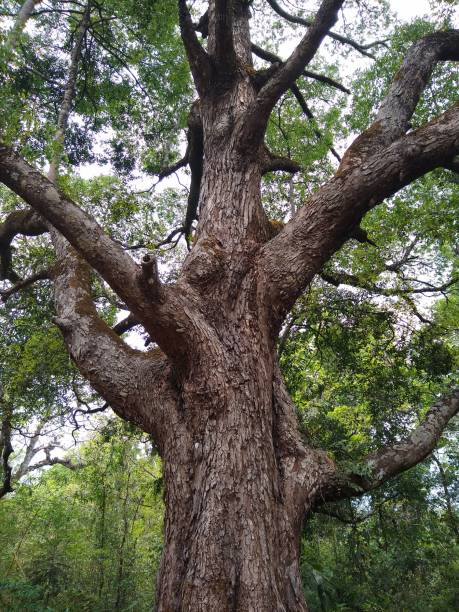 istock Big tree in the forest, Kallar Thiruvananthapuram Kerala 1309909207