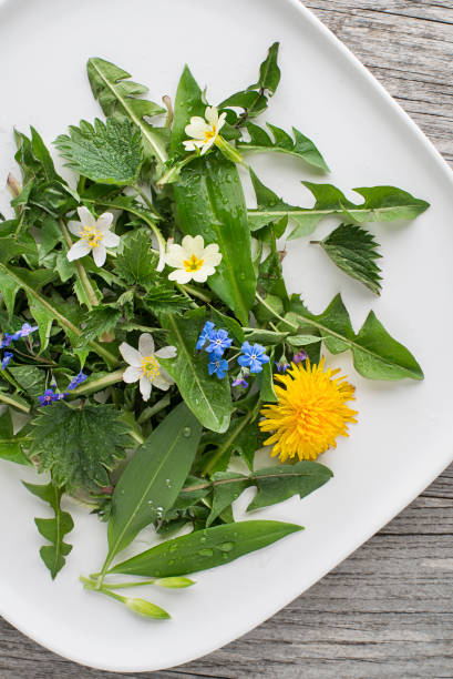Healthy spring plants for food ingredients. Dandelion, wild garlic, flowers and nettle background