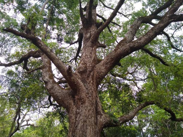 istock Big tree in the forest, Kallar Thiruvananthapuram Kerala 1309909602