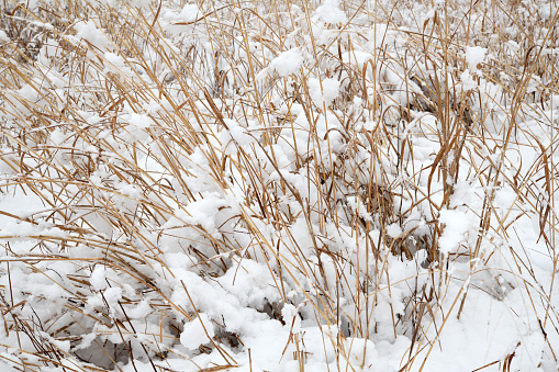Grass during blizzard, Valley Forge National Historic Park, Pennsylvania, USA