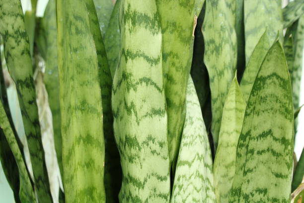 istock Close up Dracaena trifasciata, geometric leaves 1309915966