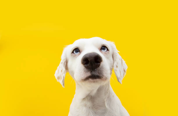 istock Funny portrait serious dog. Isolated on yellow backgorund. 1309916088