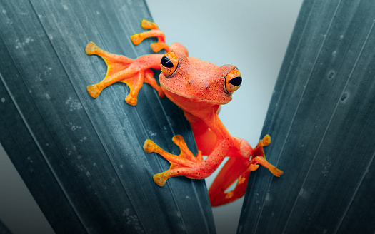 this is red frog on the tree