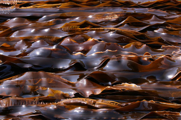 新鮮な茶色の昆布海藻のストリップ - kombu ストックフォトと画像