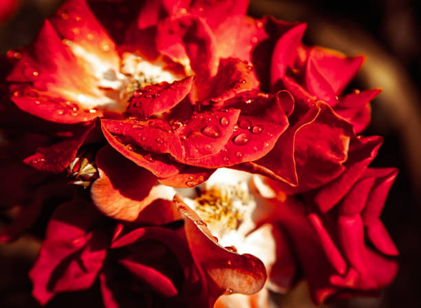 istock Blooming red rose with water drops on petal 1309918322