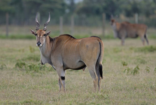 common eland - eland stock-fotos und bilder