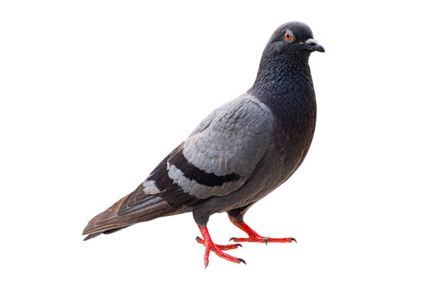 pigeon bird isolated on white background - common wood pigeon imagens e fotografias de stock