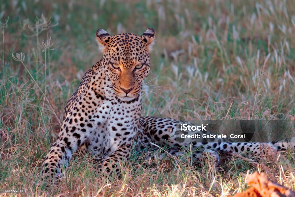 Miss Leopard A beautiful female leopard stares at the photographer in Samburu National Park with a firm, warning gaze. The beautiful female feline was protecting her cubs, which were hiding a short distance away Africa Stock Photo