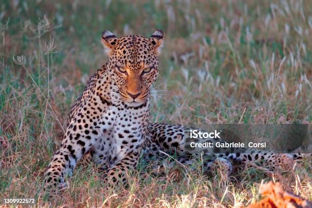 Miss Leopard Stock Photo - Download Image Now - Africa, Animal, Animal Wildlife