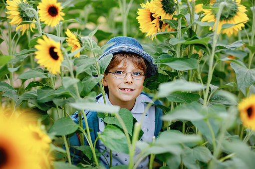 Adorable little blond kid boy with glasses and hat on summer sunflower field outdoors. Cute preschool child having fun on warm summer evening at sunset. Kids and nature