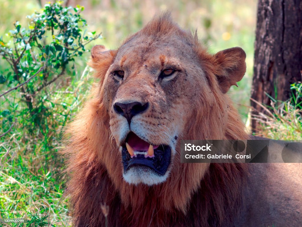 Old Lion An adult lion rests in the shade of a large acacia tree in Kenya's Nakuru National Park. Africa Stock Photo