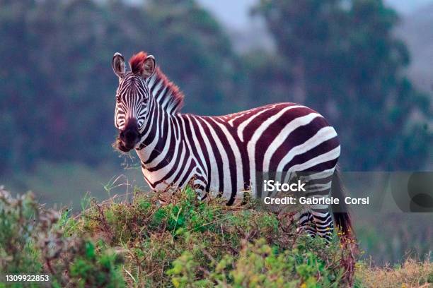 The Zebra Of Naivasha Stock Photo - Download Image Now - Africa, Animal, Animal Themes